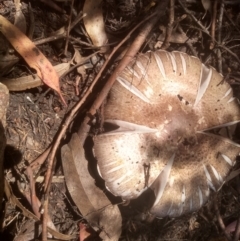 Agaricus sp. (Agaricus) at Cooma, NSW - 12 Dec 2023 by mahargiani