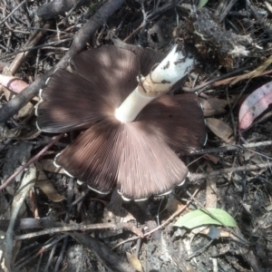 Agaricus sp. at Cooma, NSW - 12 Dec 2023