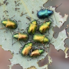 Edusella sp. (genus) (A leaf beetle) at Paddys River, ACT - 24 Nov 2023 by SWishart