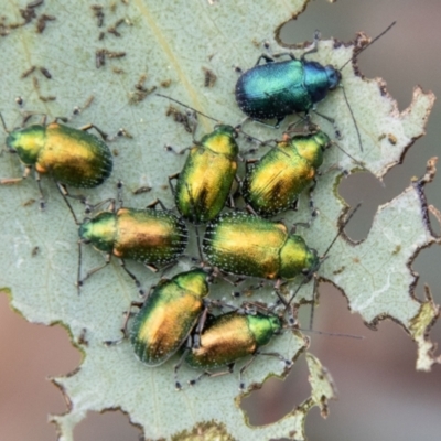 Edusella sp. (genus) (A leaf beetle) at Gibraltar Pines - 24 Nov 2023 by SWishart