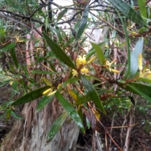 Persoonia silvatica at Glenbog State Forest - 12 Dec 2023 08:37 AM