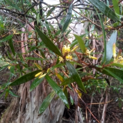 Persoonia silvatica (Forest Geebung) at Steeple Flat, NSW - 11 Dec 2023 by mahargiani