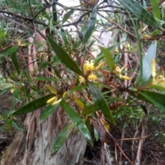 Persoonia silvatica (Forest Geebung) at Glenbog State Forest - 11 Dec 2023 by mahargiani