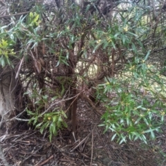 Persoonia silvatica at Glenbog State Forest - 12 Dec 2023 08:37 AM