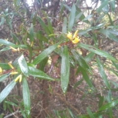 Persoonia silvatica at Glenbog State Forest - 12 Dec 2023 08:37 AM