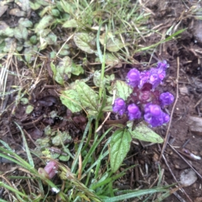 Prunella vulgaris (Self-heal, Heal All) at Steeple Flat, NSW - 11 Dec 2023 by mahargiani