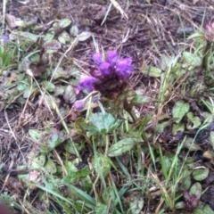 Prunella vulgaris at Glenbog State Forest - 12 Dec 2023 08:50 AM