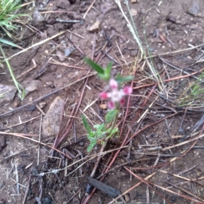Silene gallica var. quinquevulnera (Five-wounded Catchfly) at Glenbog State Forest - 11 Dec 2023 by mahargiani