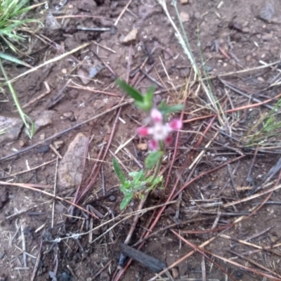 Silene gallica var. quinquevulnera (Five-wounded Catchfly) at Glenbog State Forest - 12 Dec 2023 by mahargiani