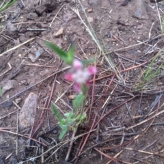 Silene gallica var. quinquevulnera at Glenbog State Forest - 12 Dec 2023