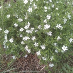 Stellaria pungens (Prickly Starwort) at Glenbog State Forest - 12 Dec 2023 by mahargiani