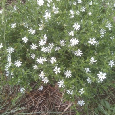Stellaria pungens (Prickly Starwort) at Glenbog State Forest - 12 Dec 2023 by mahargiani