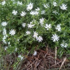 Stellaria pungens at Glenbog State Forest - 12 Dec 2023 10:15 AM