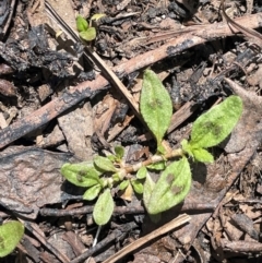 Persicaria prostrata (Creeping Knotweed) at QPRC LGA - 1 Nov 2023 by JaneR