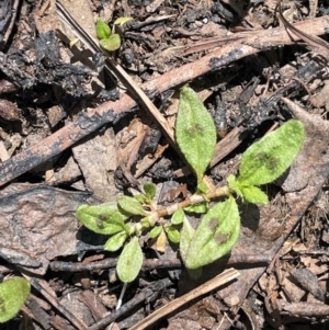 Persicaria prostrata at QPRC LGA - 1 Nov 2023