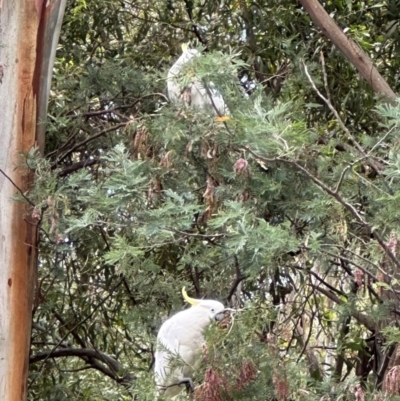 Acacia dealbata (Silver Wattle) at Tidbinbilla Nature Reserve - 12 Dec 2023 by lbradley