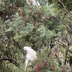 Acacia dealbata at Tidbinbilla Nature Reserve - 12 Dec 2023