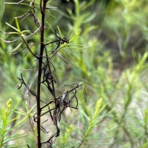Araneus albotriangulus at Stirling Park (STP) - 3 Dec 2023