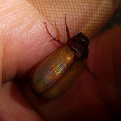 Sericesthis geminata (Pruinose scarab) at Charleys Forest, NSW - 9 Dec 2023 by arjay