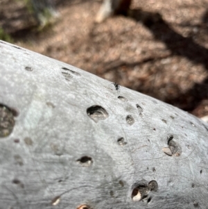 Formicidae (family) at Stirling Park (STP) - 3 Dec 2023