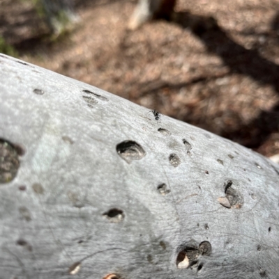 Formicidae (family) (Unidentified ant) at Stirling Park (STP) - 3 Dec 2023 by moniquel