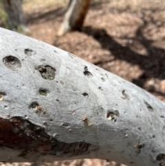 Formicidae (family) at Stirling Park (STP) - 3 Dec 2023