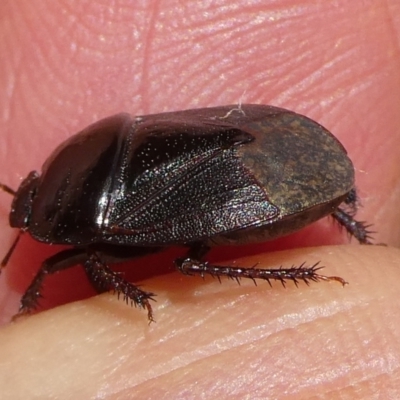 Adrisa sp. (genus) (Burrowing Bug) at QPRC LGA - 6 Dec 2023 by arjay