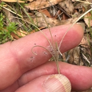 Epilobium billardiereanum subsp. cinereum at Kambah, ACT - 12 Dec 2023