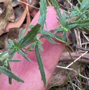 Epilobium billardiereanum subsp. cinereum at Kambah, ACT - 12 Dec 2023