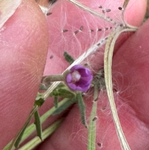 Epilobium billardiereanum subsp. cinereum at Kambah, ACT - 12 Dec 2023