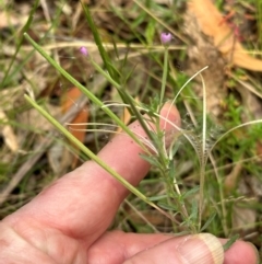 Epilobium billardiereanum subsp. cinereum at Tidbinbilla Nature Reserve - 12 Dec 2023