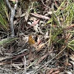 Heteronympha merope at Stirling Park (STP) - 3 Dec 2023 12:59 PM