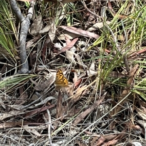 Heteronympha merope at Undefined Area - 3 Dec 2023 12:59 PM