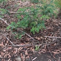 Indigofera australis subsp. australis (Australian Indigo) at Tidbinbilla Nature Reserve - 12 Dec 2023 by lbradley