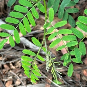 Indigofera australis subsp. australis at Kambah, ACT - 12 Dec 2023