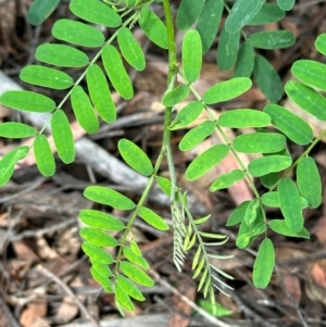 Indigofera australis subsp. australis at Kambah, ACT - 12 Dec 2023 11:18 AM