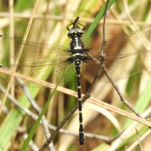 Eusynthemis guttata at Lower Cotter Catchment - 12 Dec 2023 09:58 AM