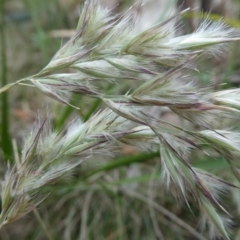 Rytidosperma sp. (Wallaby Grass) at Mongarlowe River - 9 Dec 2023 by arjay