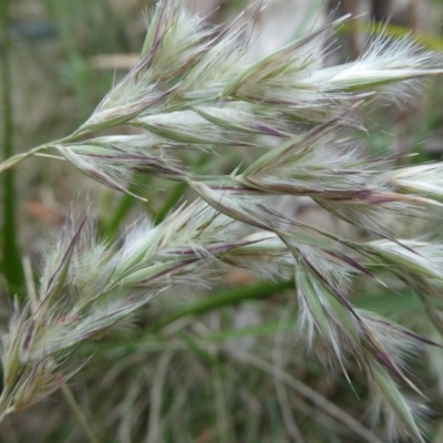 Rytidosperma (genus) (Wallaby Grass) at QPRC LGA - 9 Dec 2023 by arjay