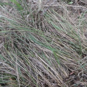 Rytidosperma sp. at QPRC LGA - suppressed