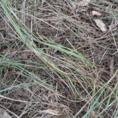 Rytidosperma sp. at QPRC LGA - 9 Dec 2023