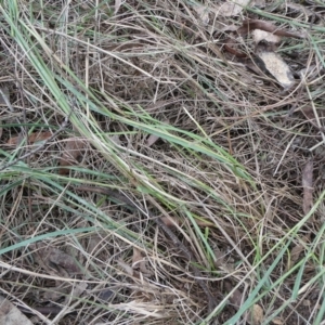 Rytidosperma sp. at QPRC LGA - 9 Dec 2023