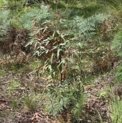 Brachychiton populneus subsp. populneus (Kurrajong) at Paddys River, ACT - 12 Dec 2023 by lbradley