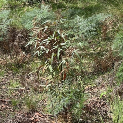 Brachychiton populneus subsp. populneus (Kurrajong) at Kambah, ACT - 12 Dec 2023 by lbradley