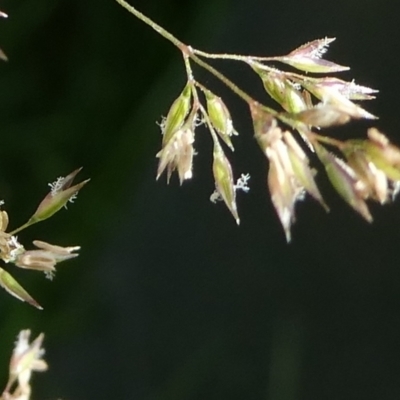 Agrostis sp. at Charleys Forest, NSW - 11 Dec 2023 by arjay