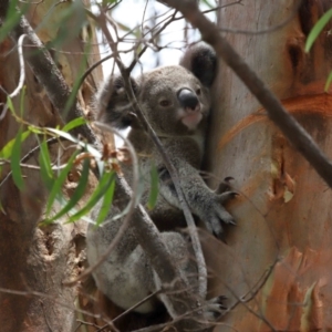 Phascolarctos cinereus at Ormiston, QLD - 12 Dec 2023