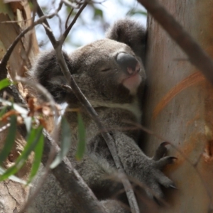 Phascolarctos cinereus at Ormiston, QLD - 12 Dec 2023