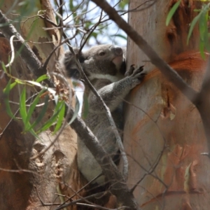 Phascolarctos cinereus at Ormiston, QLD - 12 Dec 2023