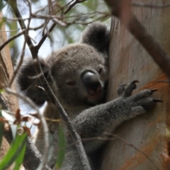 Phascolarctos cinereus at Ormiston, QLD - 12 Dec 2023