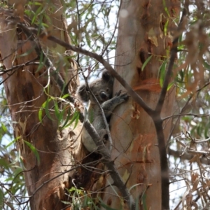 Phascolarctos cinereus at Ormiston, QLD - 12 Dec 2023